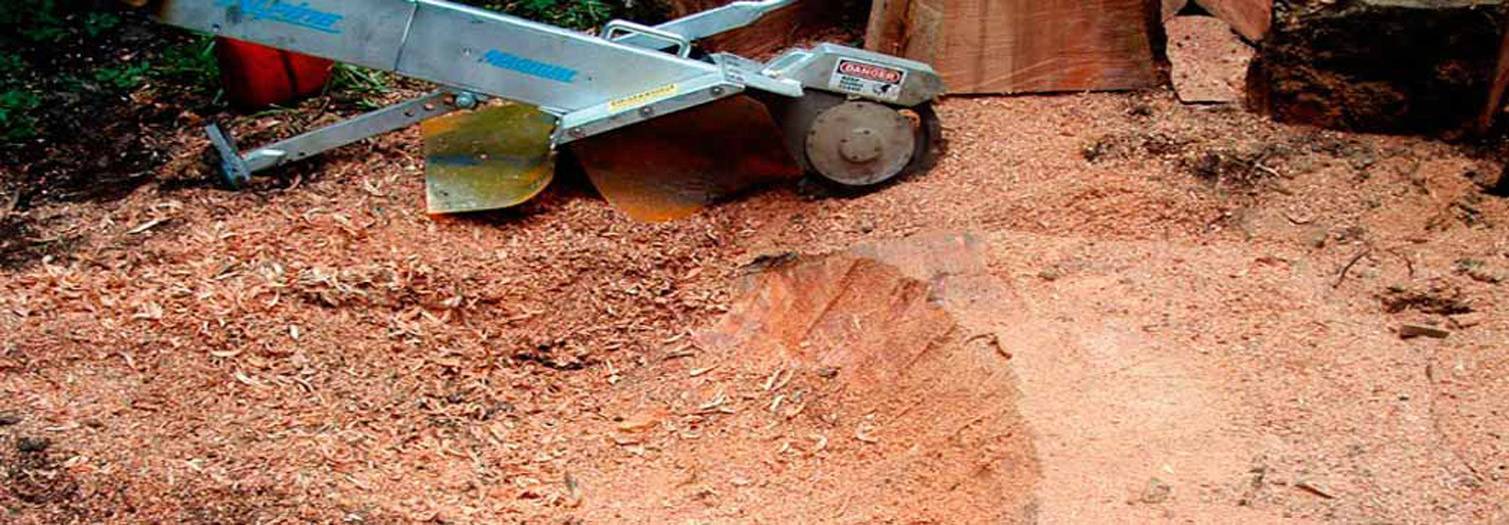 Stump grinder cutting a large tree stump into mulch on a North Shore property