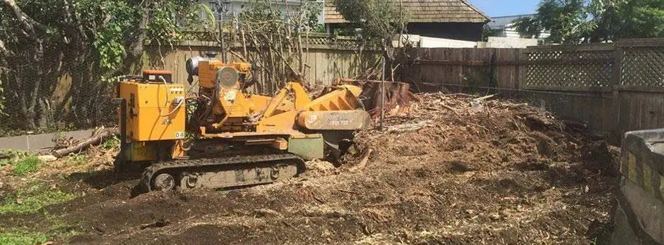 Stump grinder cutting a large tree stump into mulch on a North Shore property