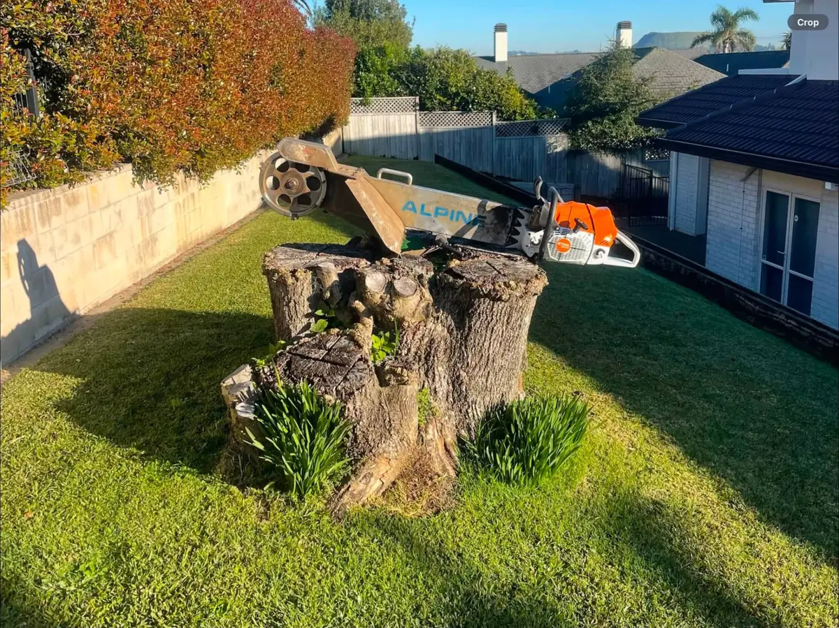 Stump grinding completed on a residential property in Birkenhead, Auckland
