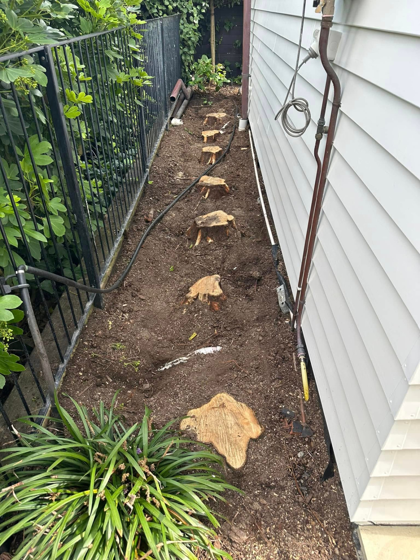 Before stump removal: row of eight cut hedge stumps along a narrow side path beside a North Shore house