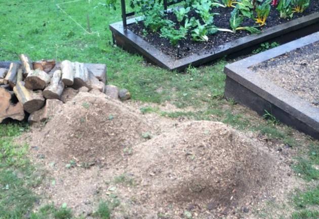 Ground tree stump with mulch left tidy in a North Shore lawn